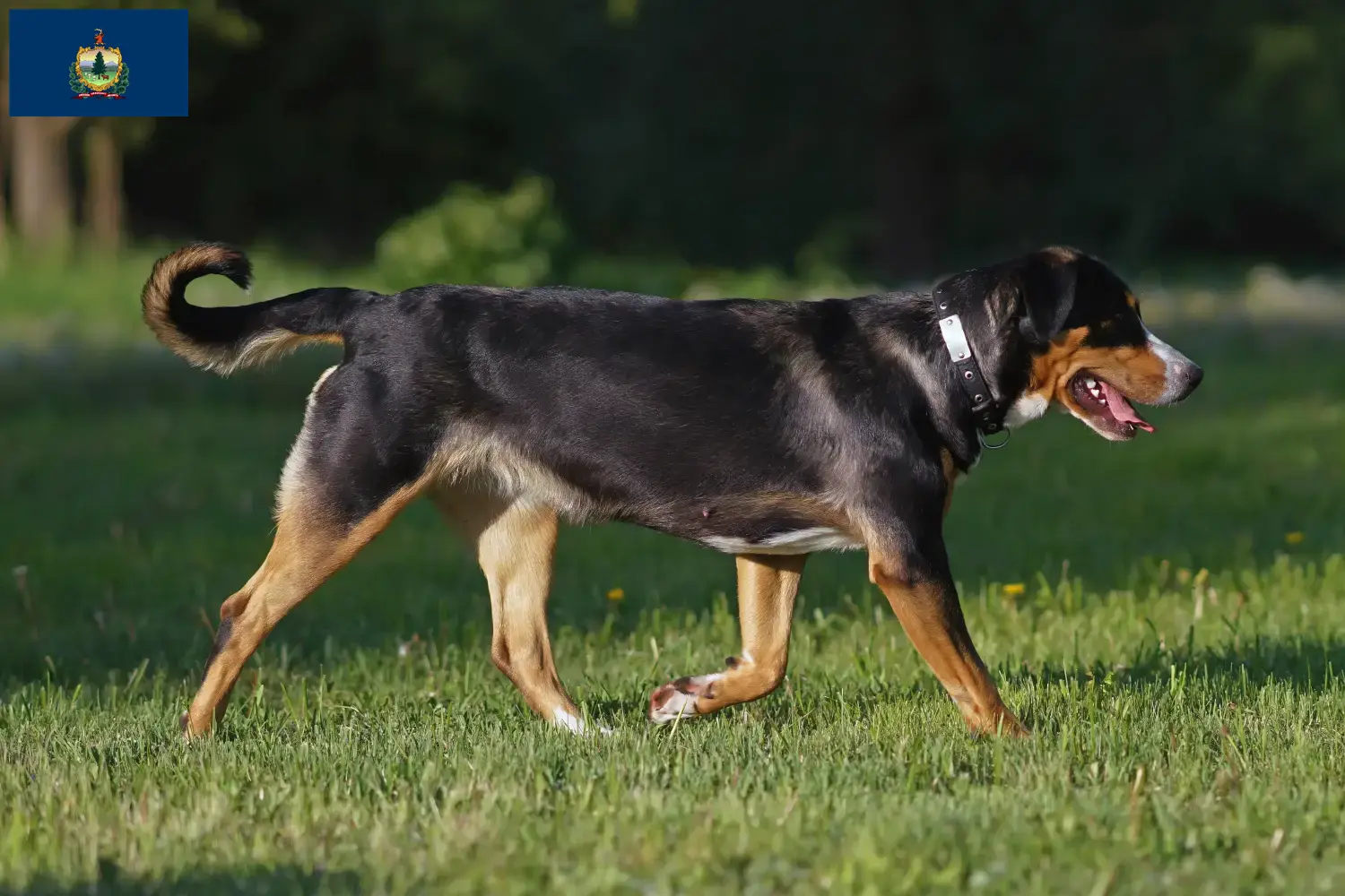 Great Swiss Mountain Dog puppies and breeders Vermont Find Great Swiss Mountain Dog breeders in Vermont.