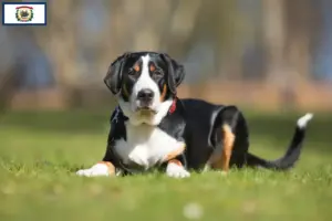 Read more about the article Large Swiss Mountain Dog Breeder and Puppies in West Virginia