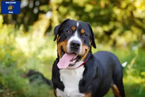 Read more about the article Large Swiss Mountain Dog Breeder and Puppies in Wisconsin