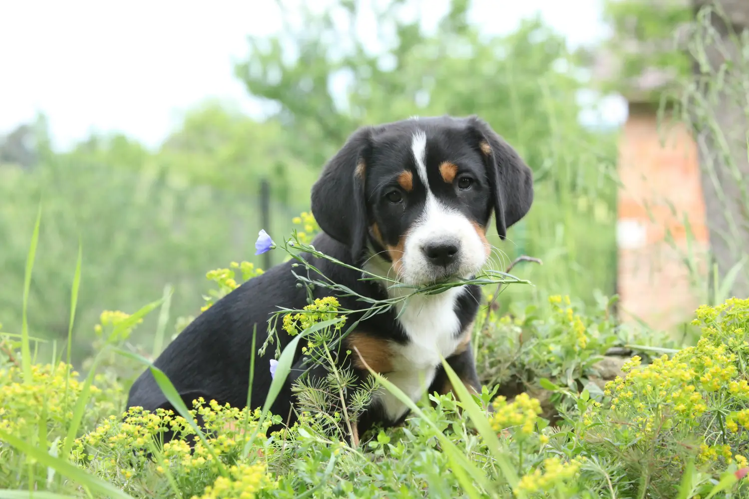 Buying a Greater Swiss Mountain Dog puppy means taking responsibility! Buy Greater Swiss Mountain Dog puppies.