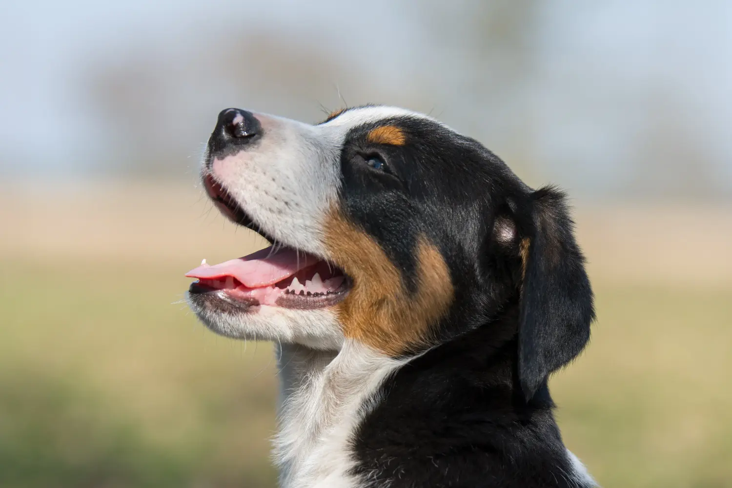 Buying a Greater Swiss Mountain Dog puppy means taking responsibility! Buy Greater Swiss Mountain Dog puppies.