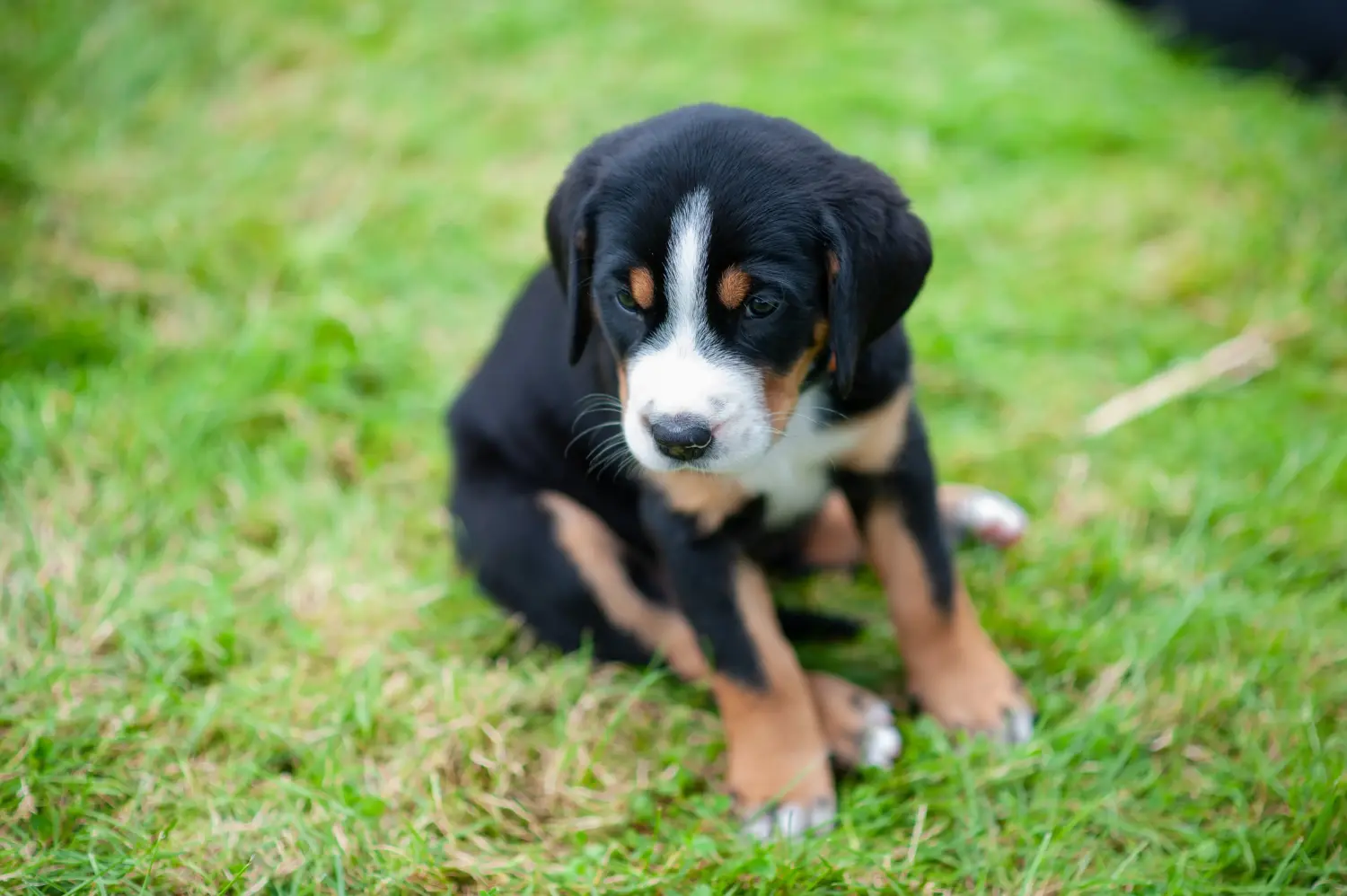 Buying a Greater Swiss Mountain Dog puppy means taking responsibility! Buy Greater Swiss Mountain Dog puppies.