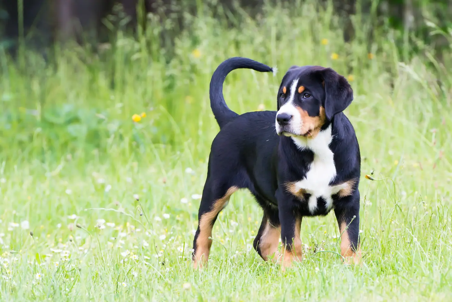 Buying a Greater Swiss Mountain Dog puppy means taking responsibility! Buy Greater Swiss Mountain Dog puppies.