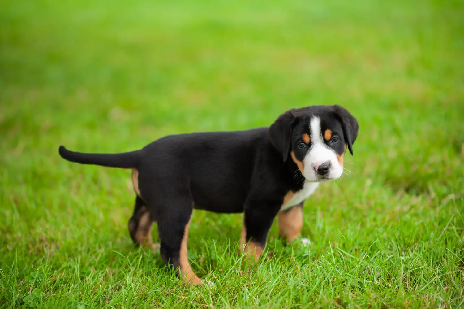 Buying a Greater Swiss Mountain Dog puppy means taking responsibility! Buy Greater Swiss Mountain Dog puppies.