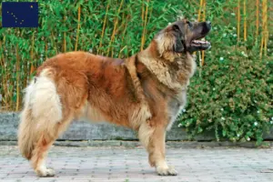 Read more about the article Leonberger breeders and puppies in Alaska