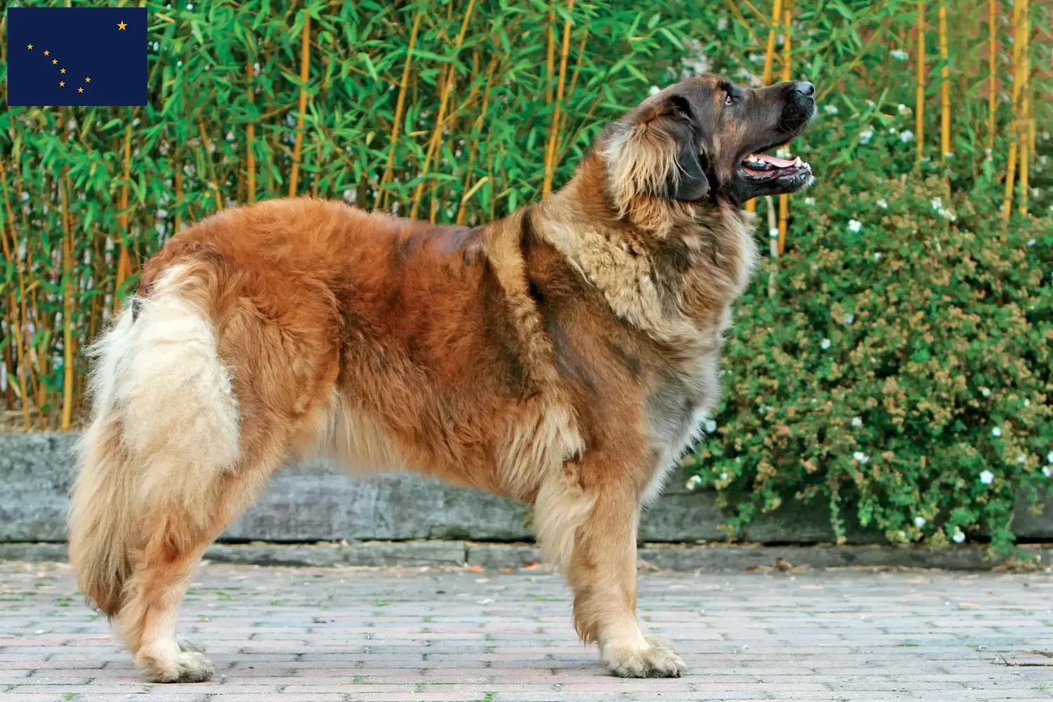 Leonberger puppies and breeder Alaska Find Leonberger breeders in Alaska here.