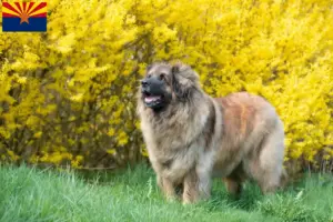 Read more about the article Leonberger breeders and puppies in Arizona