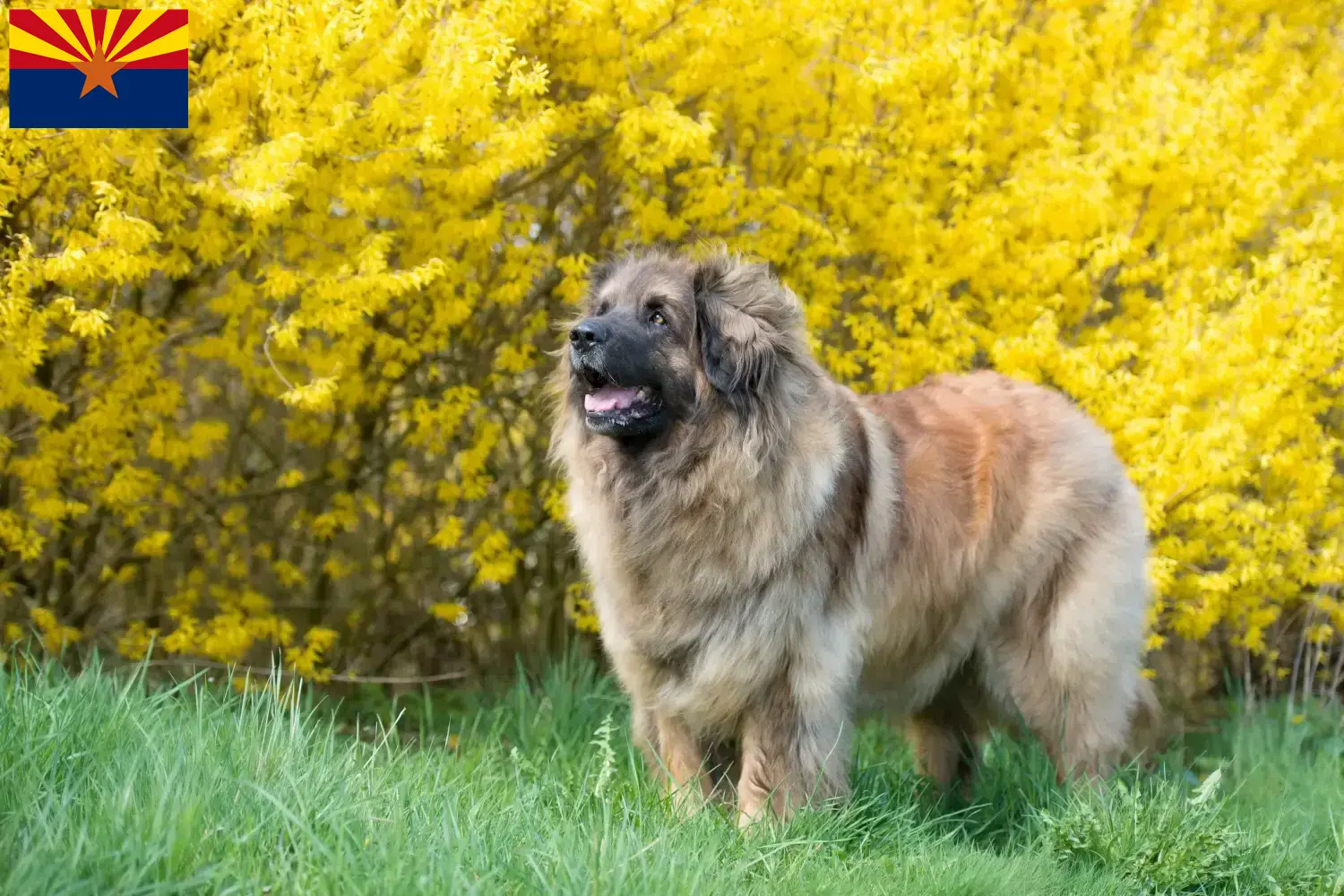 Leonberger puppies and breeder Arizona Find Leonberger breeders in Arizona.