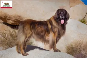 Read more about the article Leonberger breeders and puppies in California