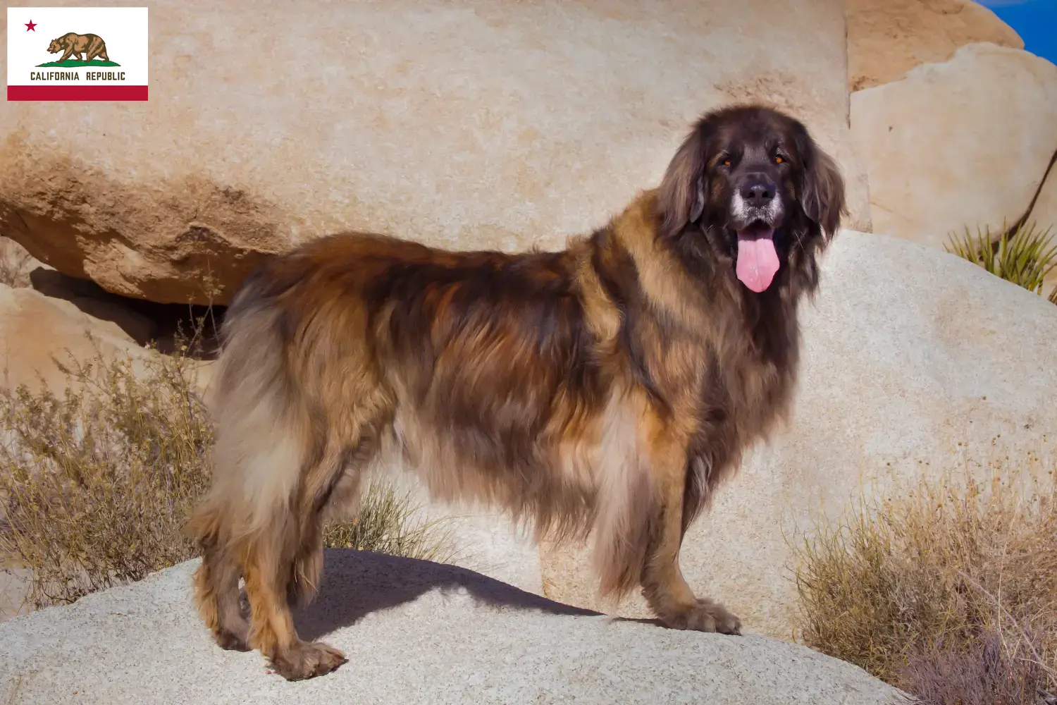 Leonberger puppies and breeder California Find Leonberger breeders in California here.