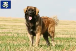 Read more about the article Leonberger breeders and puppies in Connecticut
