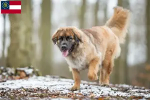 Read more about the article Leonberger breeders and puppies in Georgia