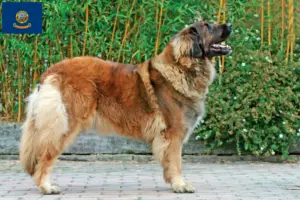 Read more about the article Leonberger breeders and puppies in Idaho