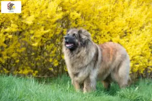 Read more about the article Leonberger breeders and puppies in Illinois