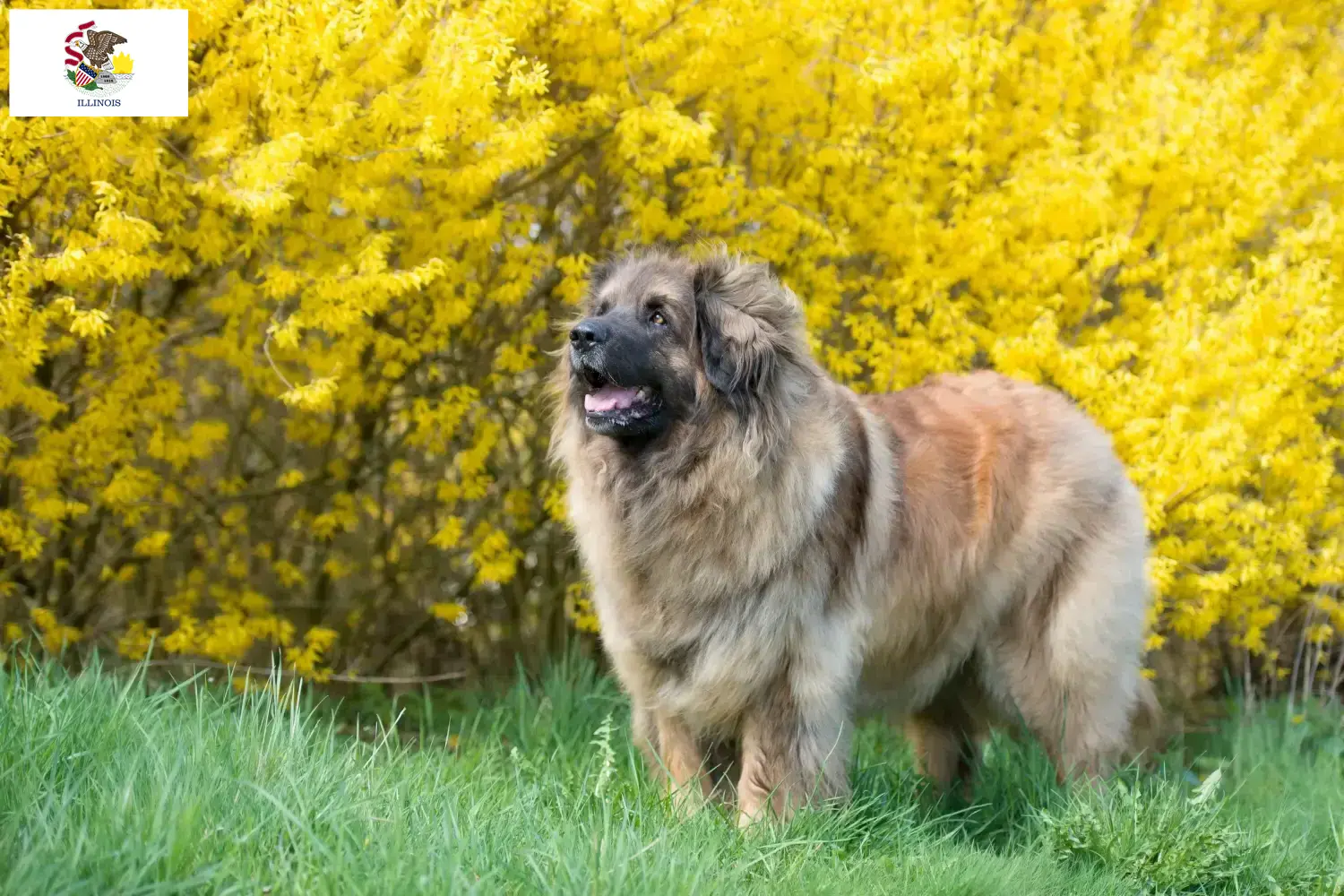 Leonberger puppies and breeders Illinois Find Leonberger breeders in Illinois.