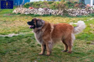 Read more about the article Leonberger breeders and puppies in Indiana