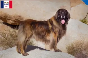 Read more about the article Leonberger breeders and puppies in Iowa