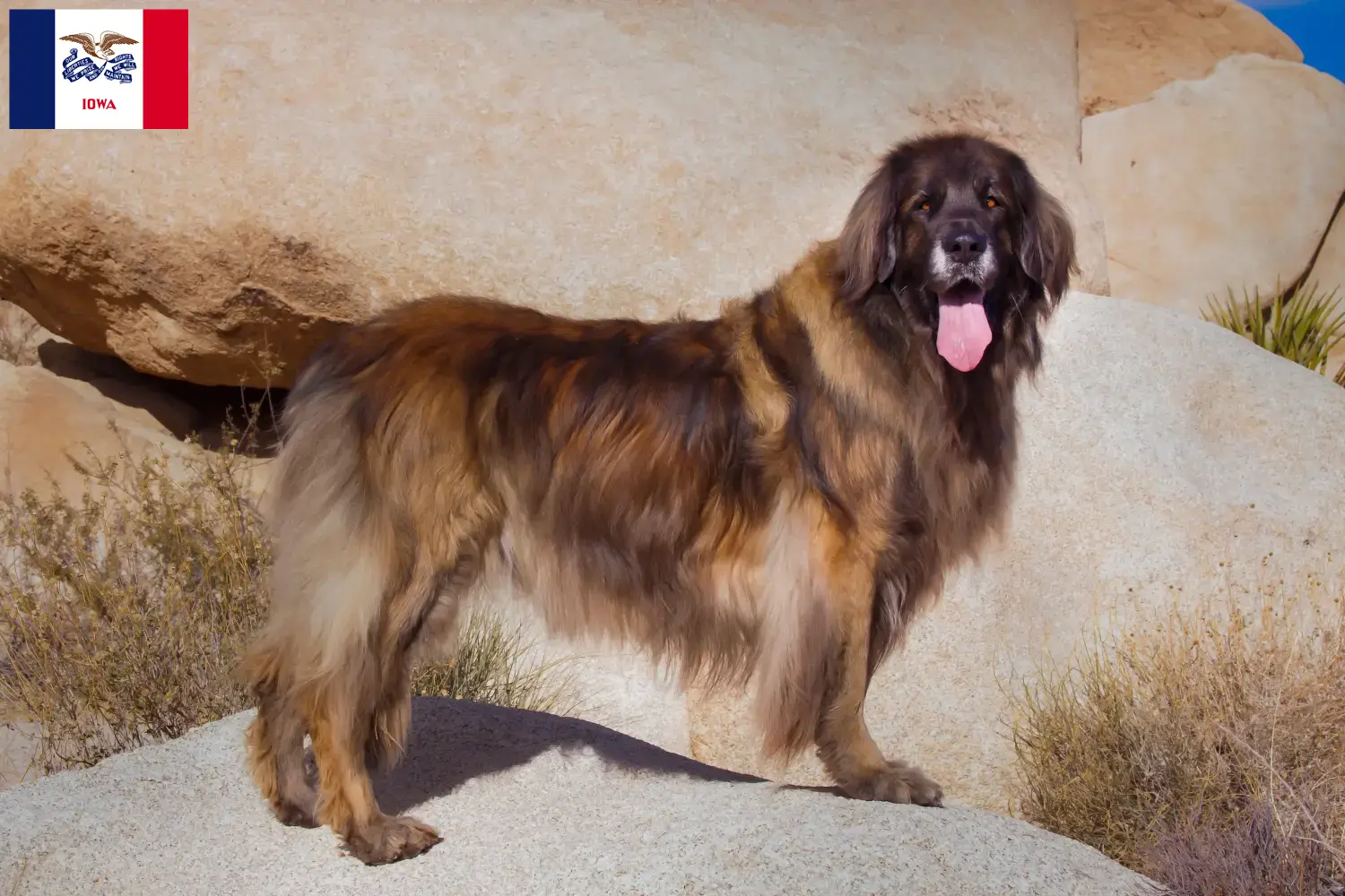 Leonberger puppies and breeder Iowa Find Leonberger breeders in Iowa here.