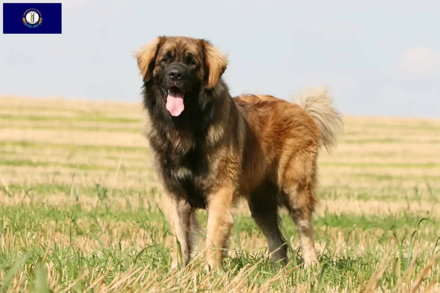 Leonberger puppies and breeder Kentucky Find Leonberger breeders in Kentucky.