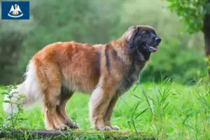 Read more about the article Leonberger breeders and puppies in Louisiana