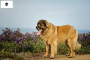 Read more about the article Leonberger breeders and puppies in Massachusetts