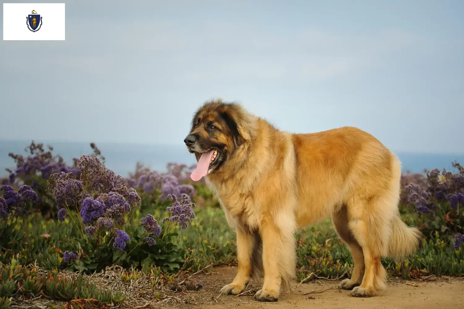 Read more about the article Leonberger breeders and puppies in Massachusetts
