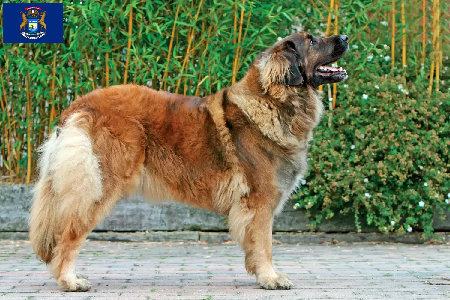 Read more about the article Leonberger breeders and puppies in Michigan