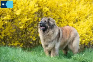 Read more about the article Leonberger breeders and puppies in Minnesota