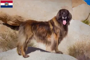 Read more about the article Leonberger breeders and puppies in Missouri