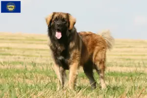 Read more about the article Leonberger breeders and puppies in Nebraska