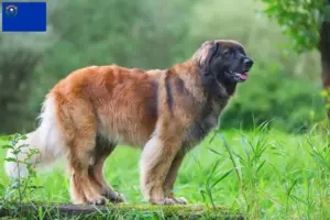 Read more about the article Leonberger breeders and puppies in Nevada