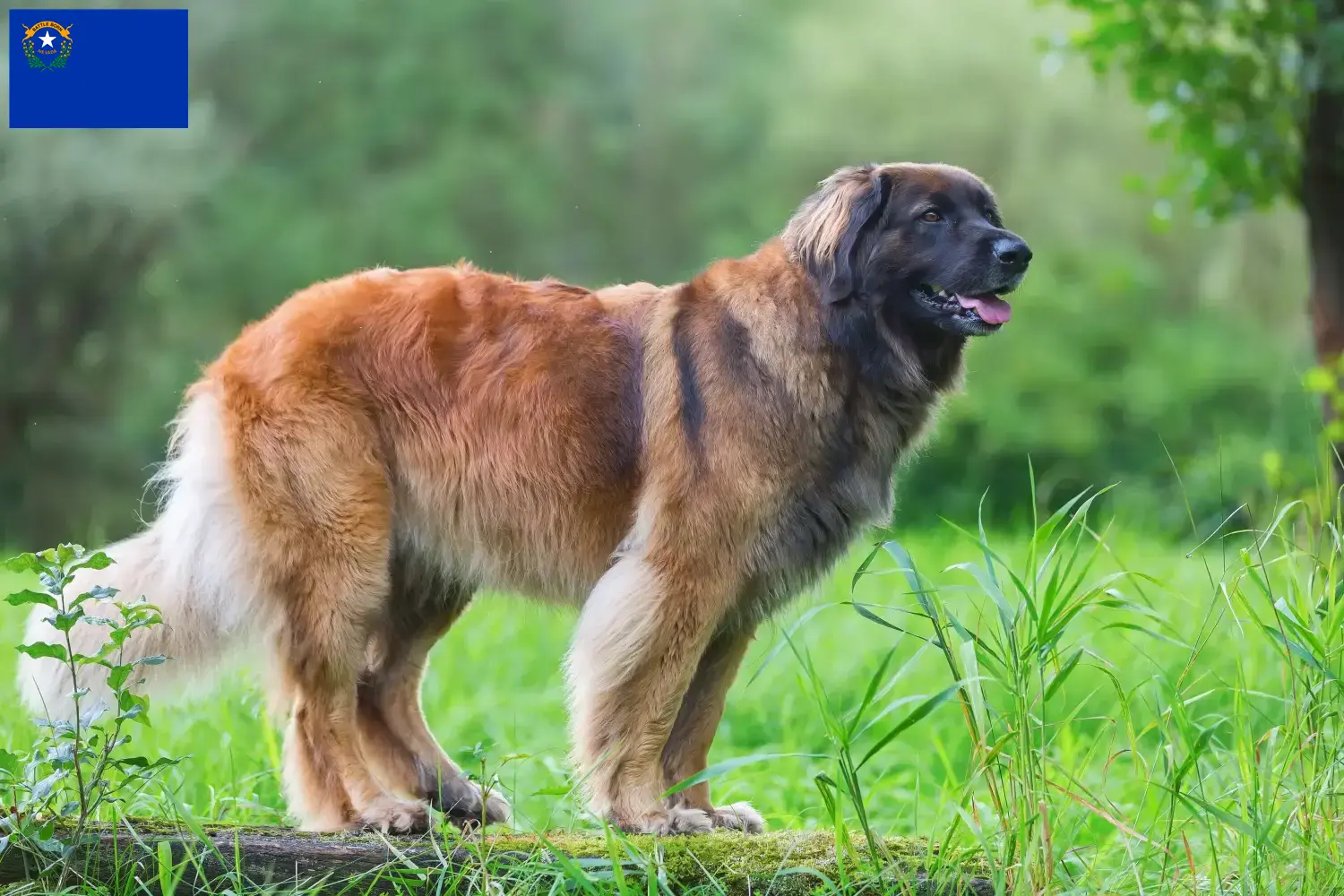 Read more about the article Leonberger breeders and puppies in Nevada