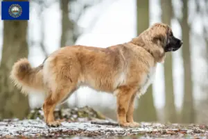 Read more about the article Leonberger breeders and puppies in New Hampshire