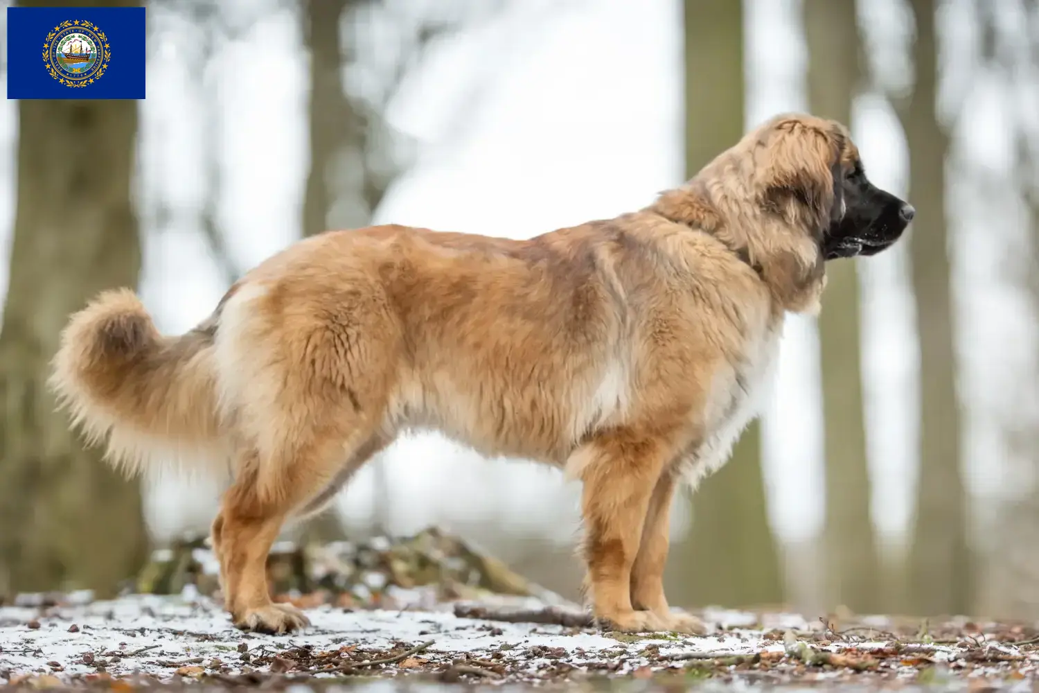 Read more about the article Leonberger breeders and puppies in New Hampshire