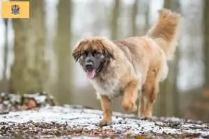 Read more about the article Leonberger breeders and puppies in New Jersey