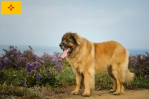 Read more about the article Leonberger breeders and puppies in New Mexico