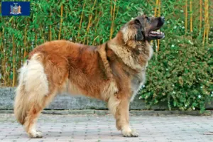 Read more about the article Leonberger breeders and puppies in New York