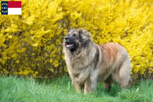 Read more about the article Leonberger breeders and puppies in North Carolina