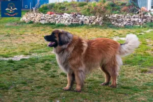 Read more about the article Leonberger breeders and puppies in North Dakota