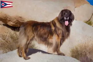 Read more about the article Leonberger breeders and puppies in Ohio