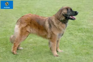 Read more about the article Leonberger breeders and puppies in Oklahoma