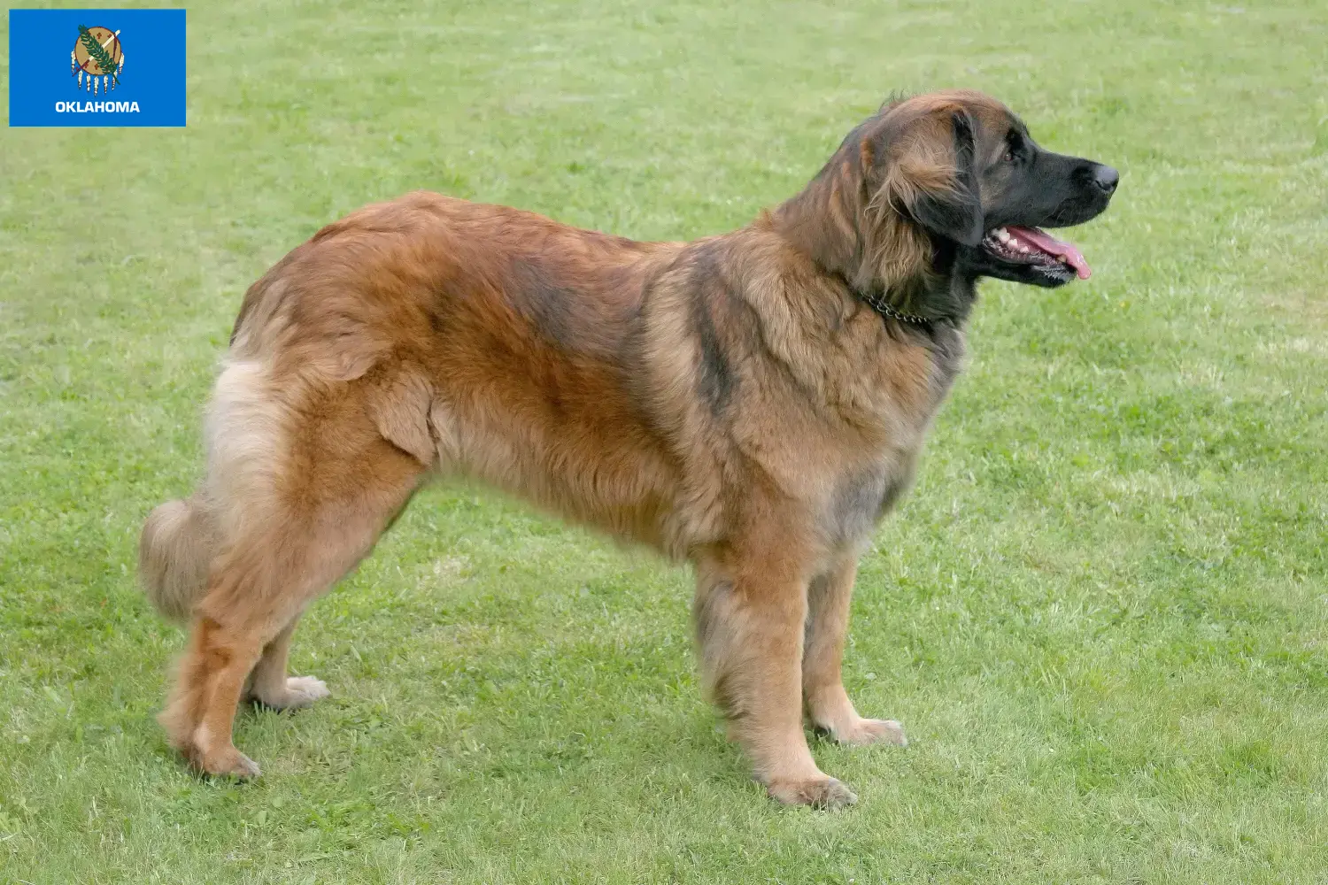 Leonberger puppies and breeder Oklahoma Find Leonberger breeders in Oklahoma.