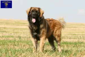 Read more about the article Leonberger breeders and puppies in Oregon
