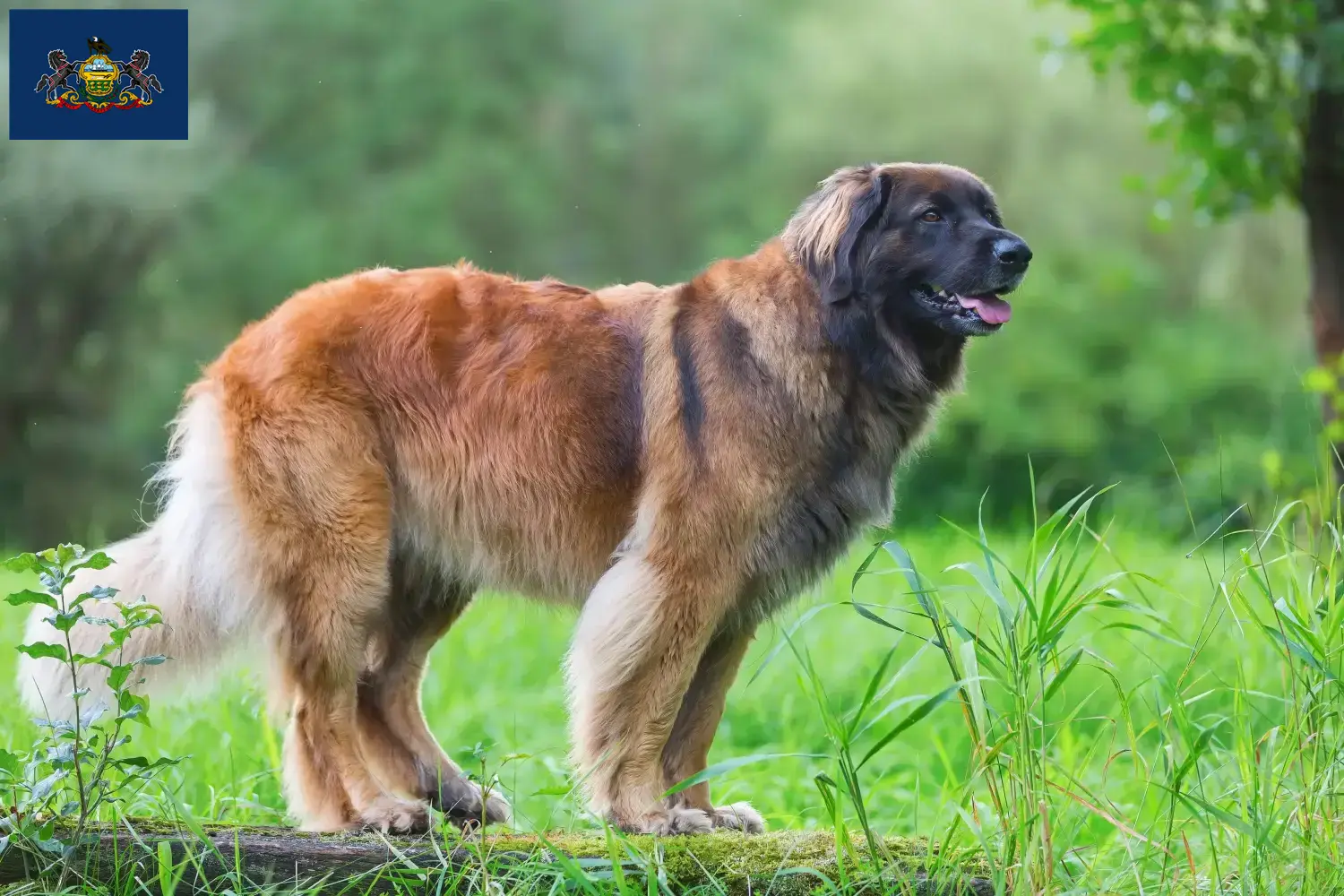 Leonberger puppies and breeders Pennsylvania Find Leonberger breeders in Pennsylvania.