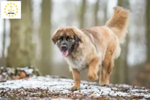 Read more about the article Leonberger breeders and puppies in Rhode Island