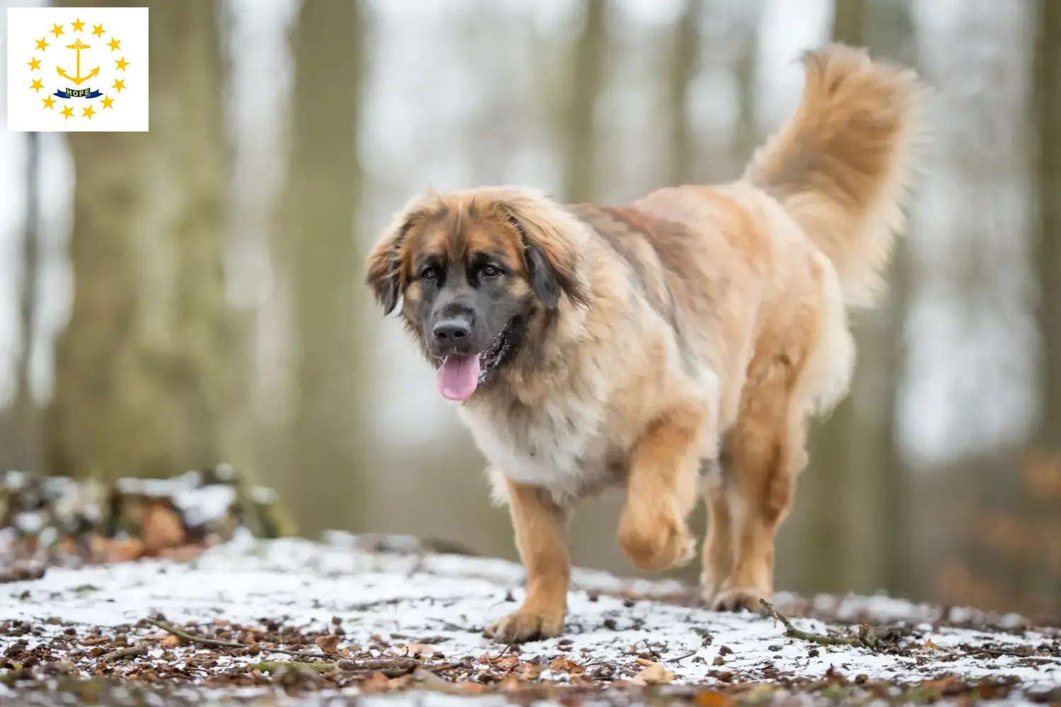Leonberger puppies and breeders Rhode Island Find Leonberger breeders in Rhode Island here.