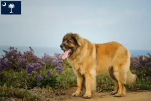 Read more about the article Leonberger breeders and puppies in South Carolina