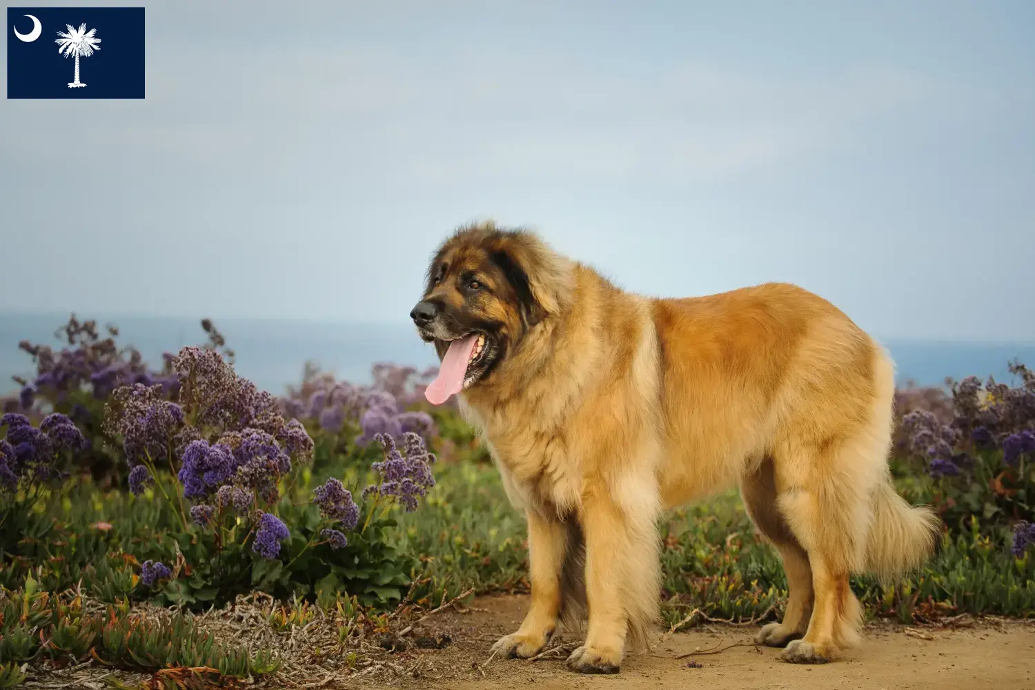 Leonberger puppies and breeders South Carolina Find Leonberger breeders in South Carolina.