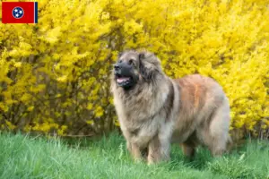 Read more about the article Leonberger breeders and puppies in Tennessee