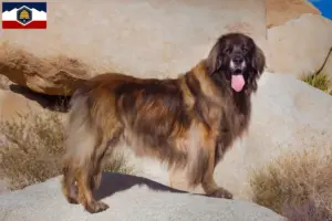Read more about the article Leonberger breeders and puppies in Utah